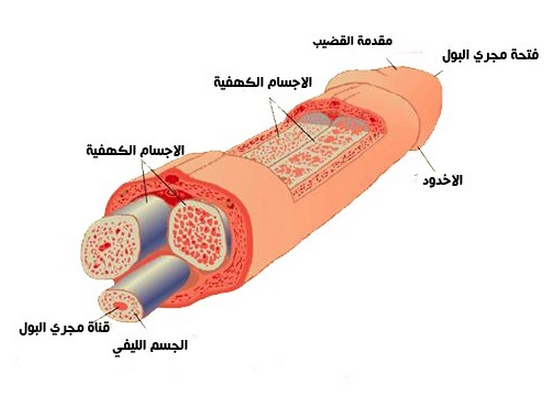 تشريح القضيب